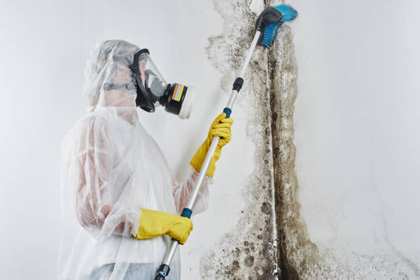 Best Attic Mold Removal  in Tatum, TX