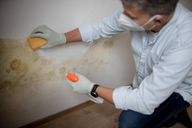 Best Mold Testing and Removal  in Tatum, TX