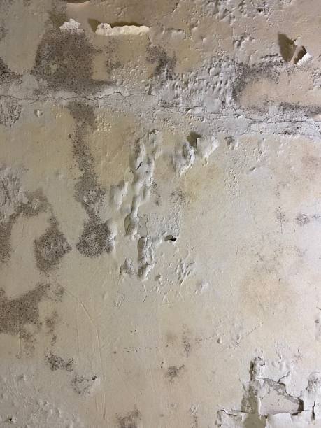 Best Affordable Mold Removal  in Tatum, TX
