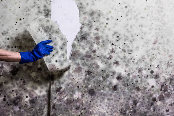 Certified Mold Removal in Tatum, TX