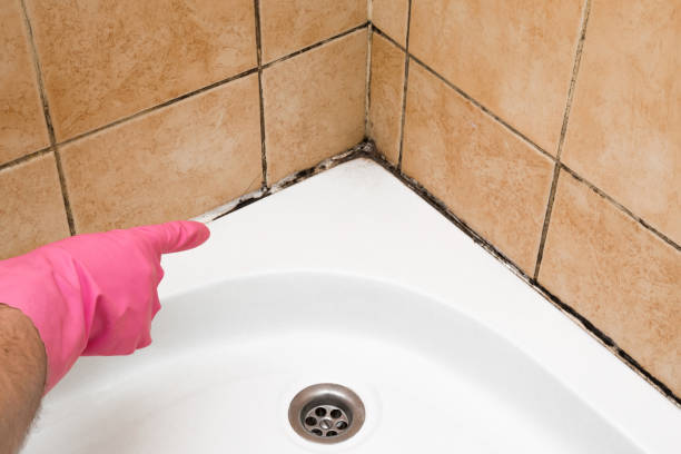 Best Certified Mold Removal  in Tatum, TX
