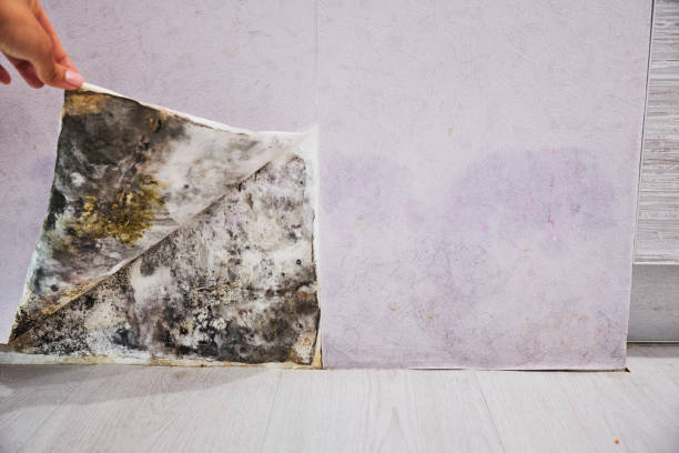 Mold Testing and Removal in Tatum, TX